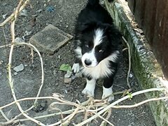 Border Collie