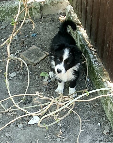 Border Collie