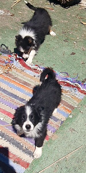 Border Collie