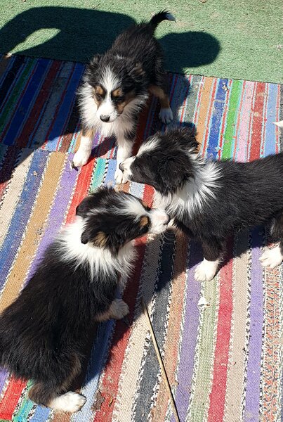 Border Collie