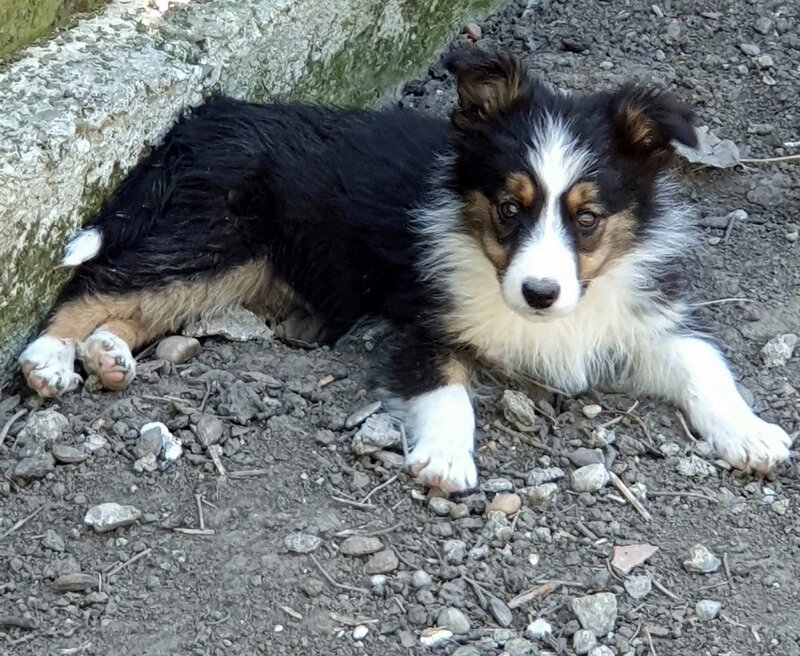 Border Collie