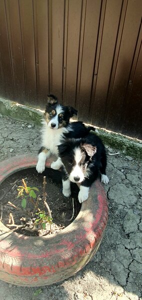 Border Collie