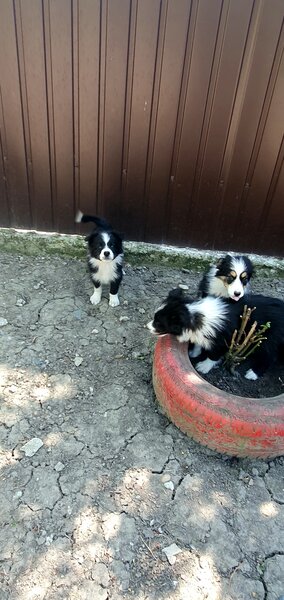 Border Collie