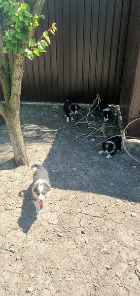 Border Collie